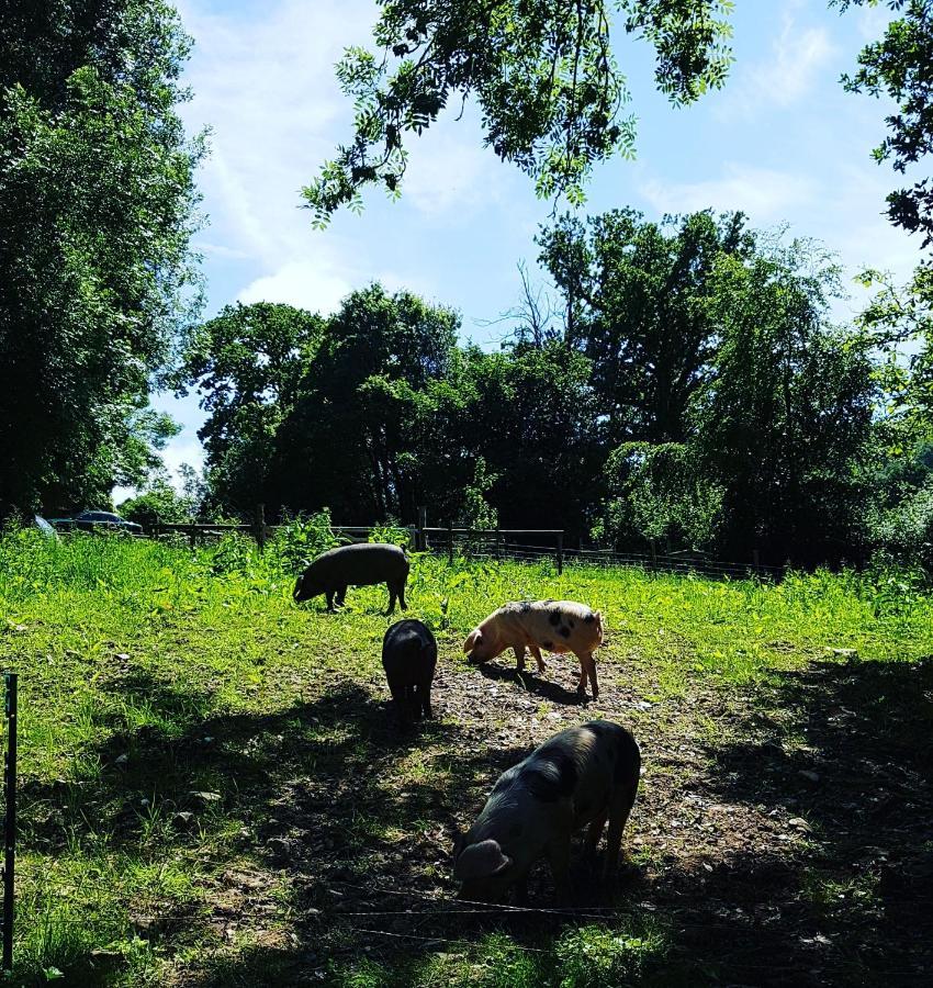 Meadow Barn Villa Axminster Bagian luar foto